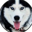 Admin Siberian